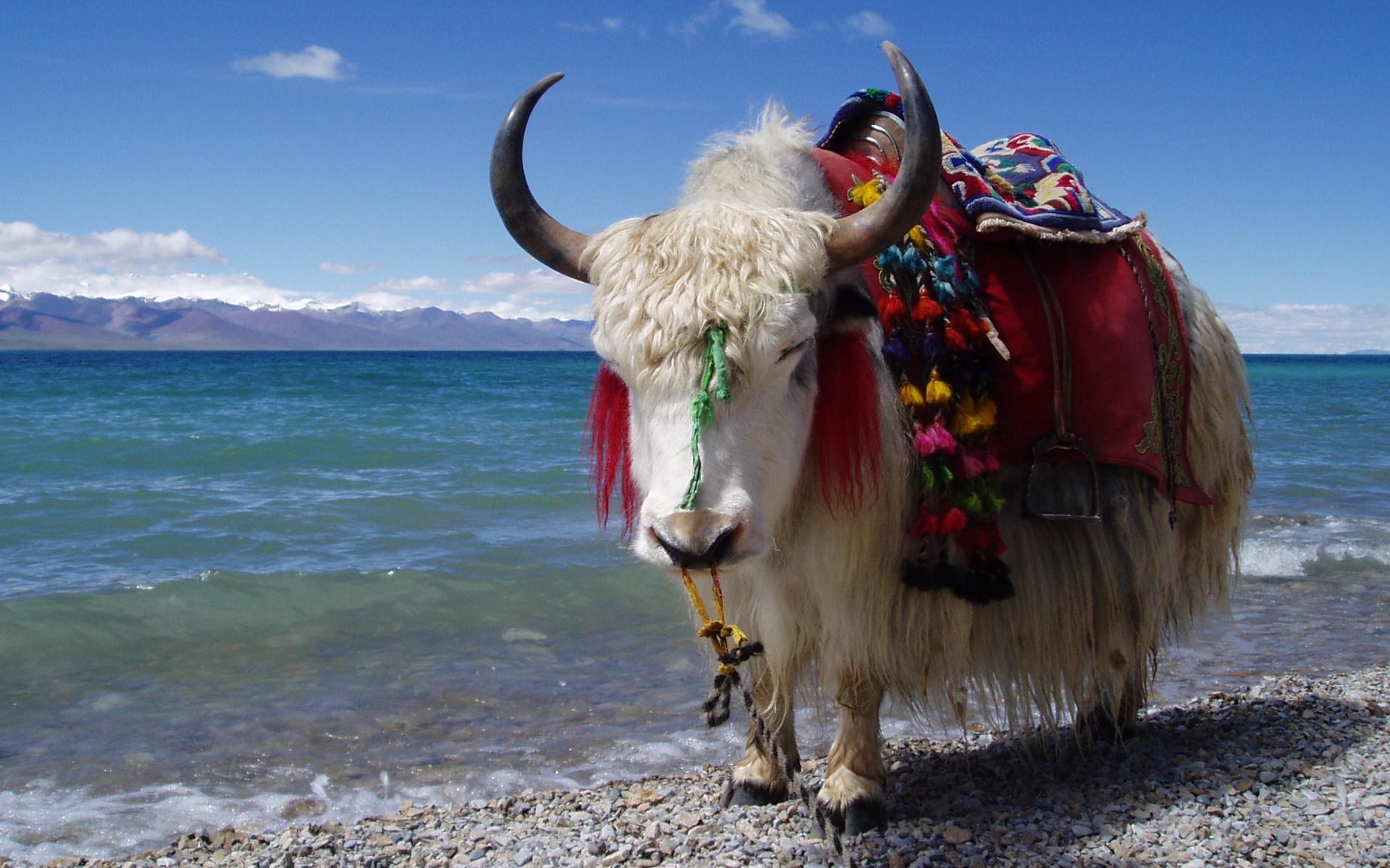 fondo de pantalla de buey,yak,cuerno,ganado,cebú,familia vaca cabra