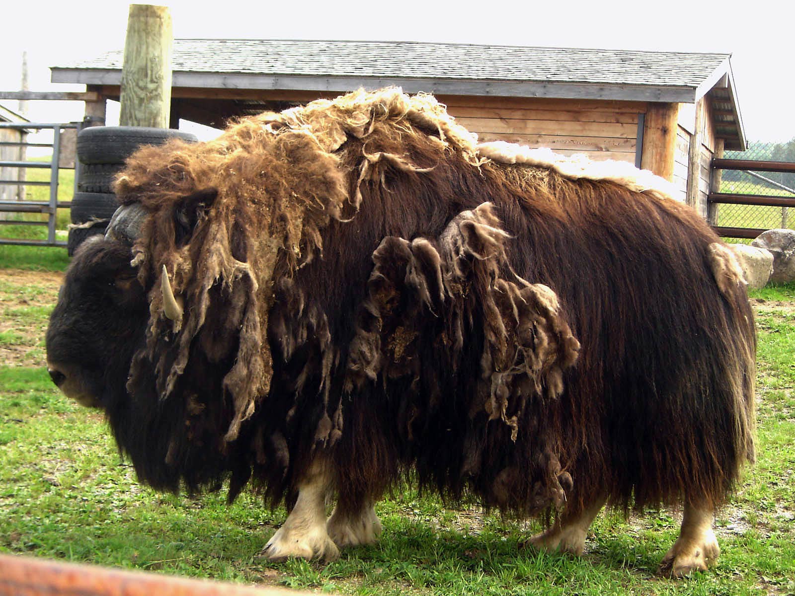 fond d’écran de bœuf,yak,bœuf musqué,bétail,herbe,bison (#580032