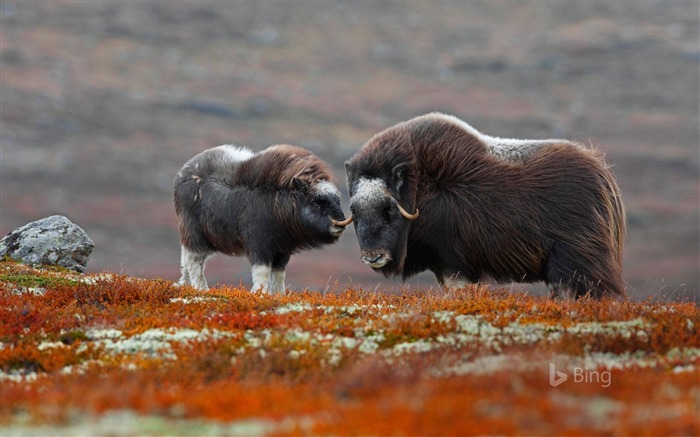 ochsen tapete,moschusochse,tierwelt,horn,landtier,yak