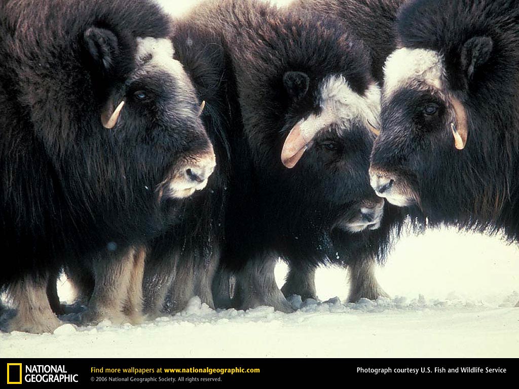 fondo de pantalla de buey,buey almizclero,bisonte,animal terrestre,yak,hocico