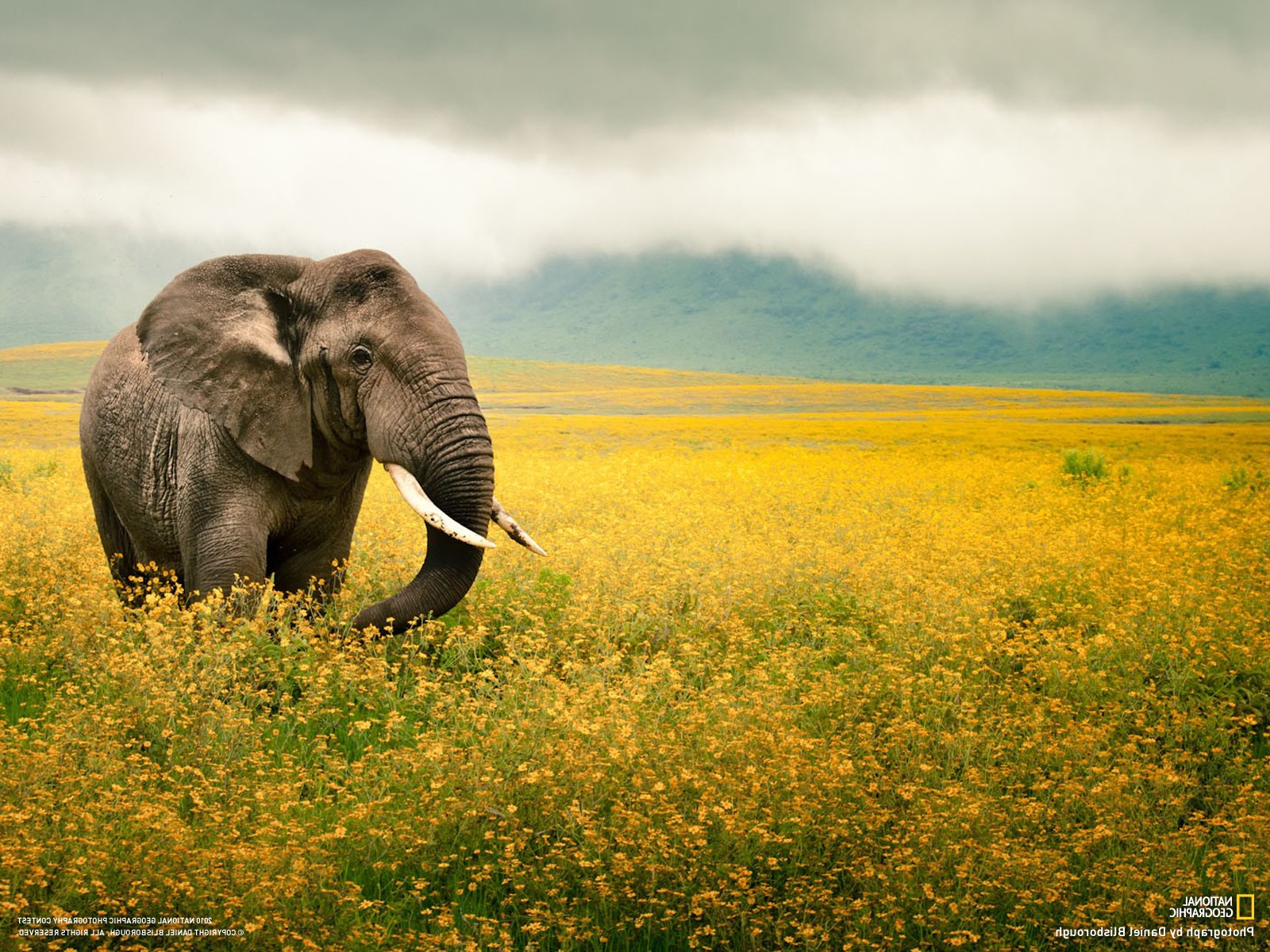 national geographic desktop wallpaper,wiese,tierwelt,elefant,natürliche landschaft,landtier