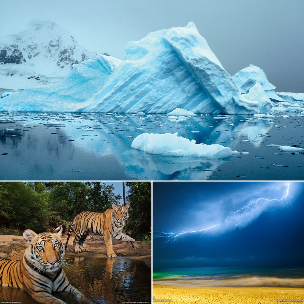 papel tapiz de escritorio geográfico nacional,paisaje natural,tigre de bengala,naturaleza,tigre,fauna silvestre