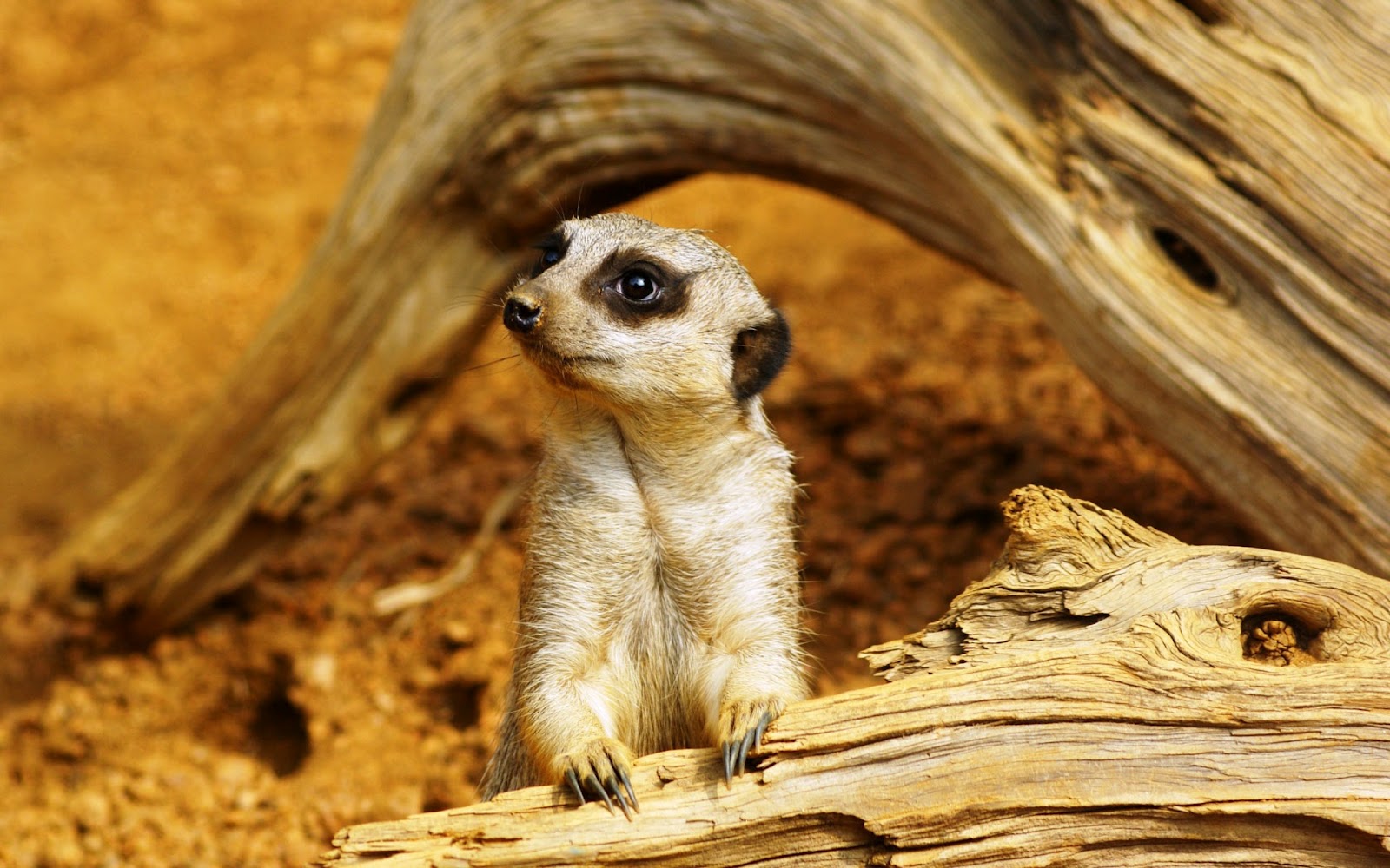 meerkat wallpaper,meerkat,vertebrate,terrestrial animal,wildlife,mongoose