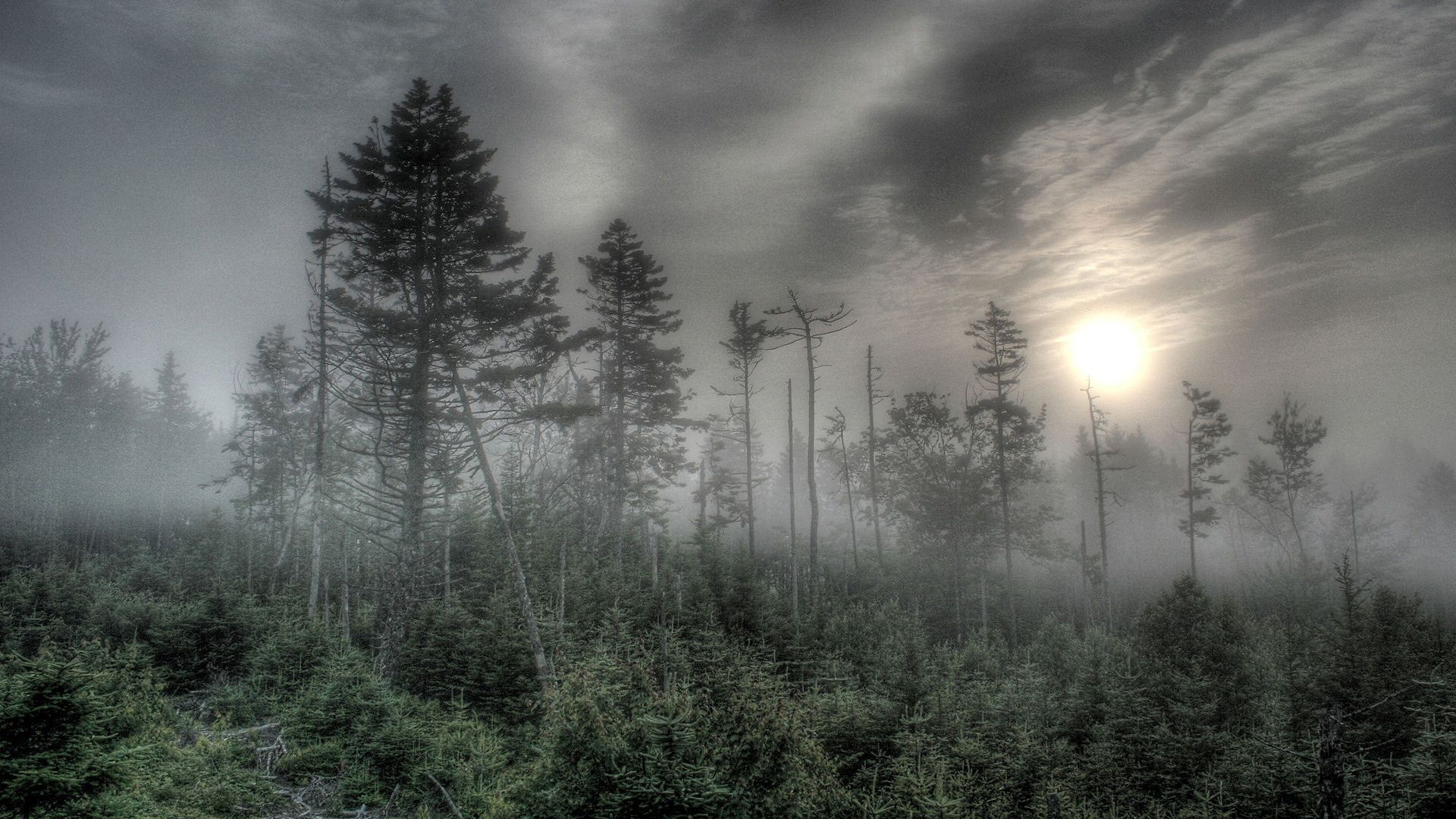 霧の森の壁紙,自然,空,靄,木,霧