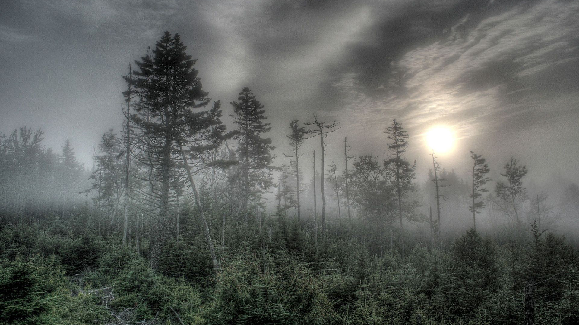 neblige waldtapete,natur,himmel,nebel,baum,nebel