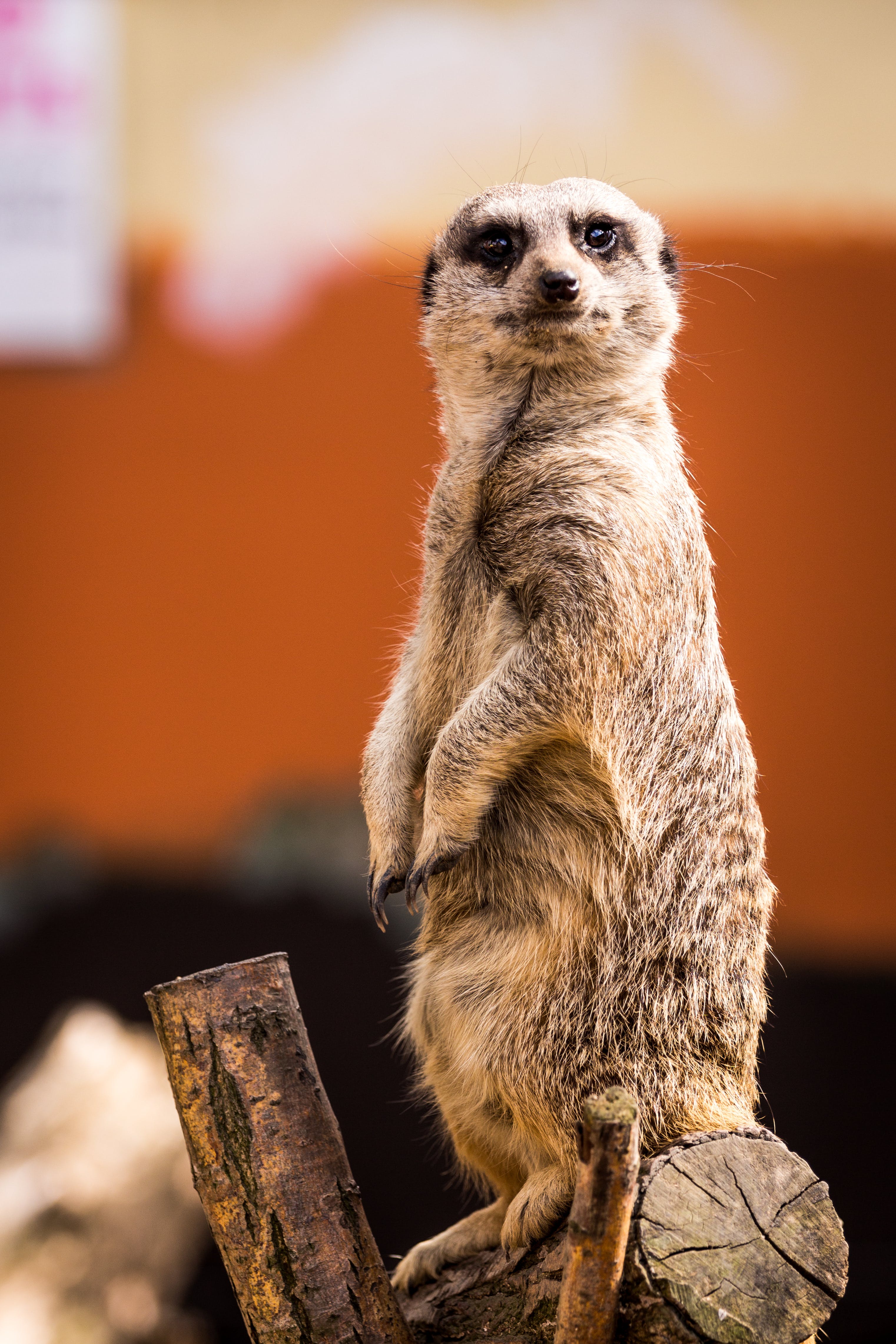 carta da parati meerkat,meerkat,animale terrestre,natura,mangusta