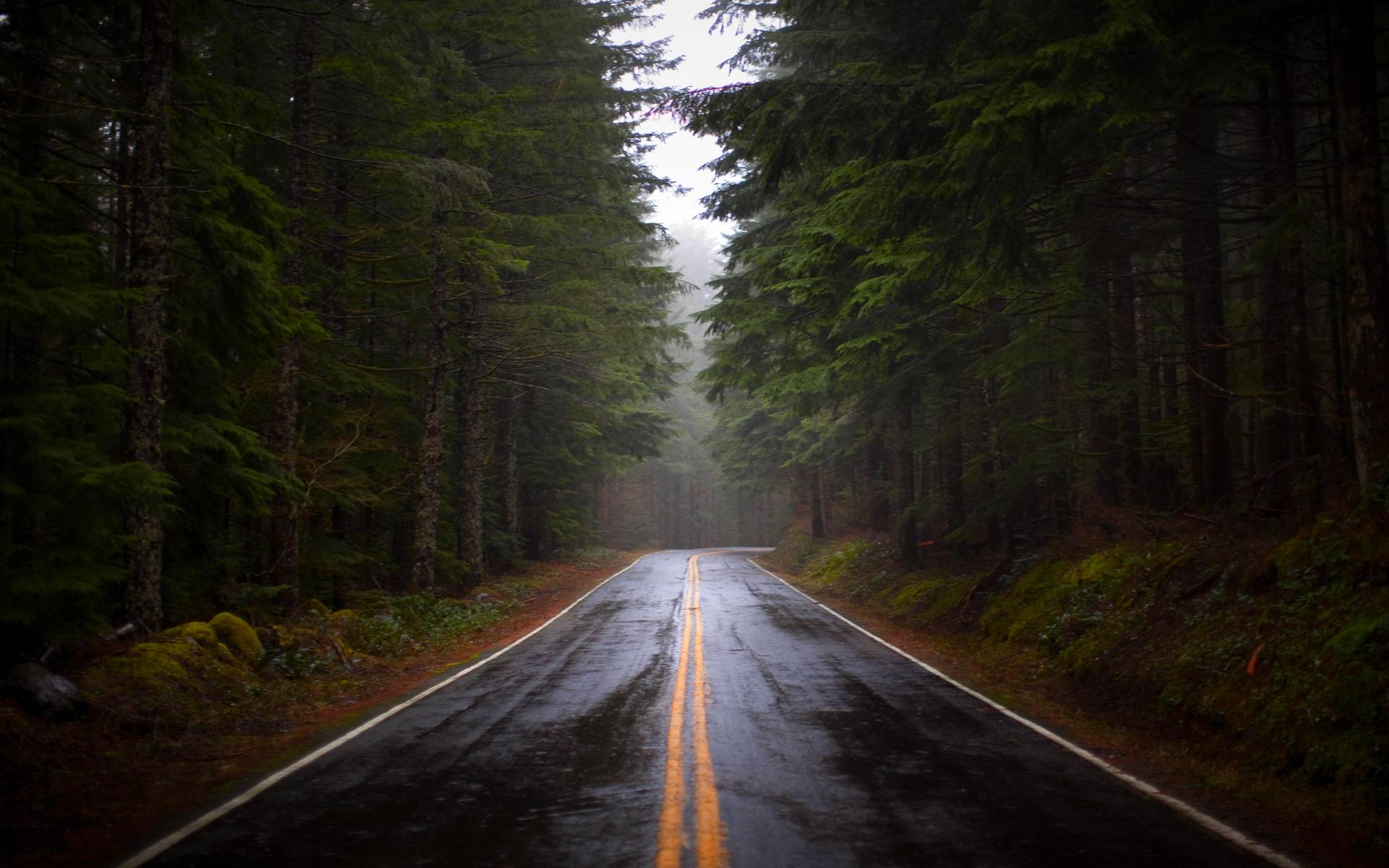 霧の森の壁紙,自然,自然の風景,道路,木,緑