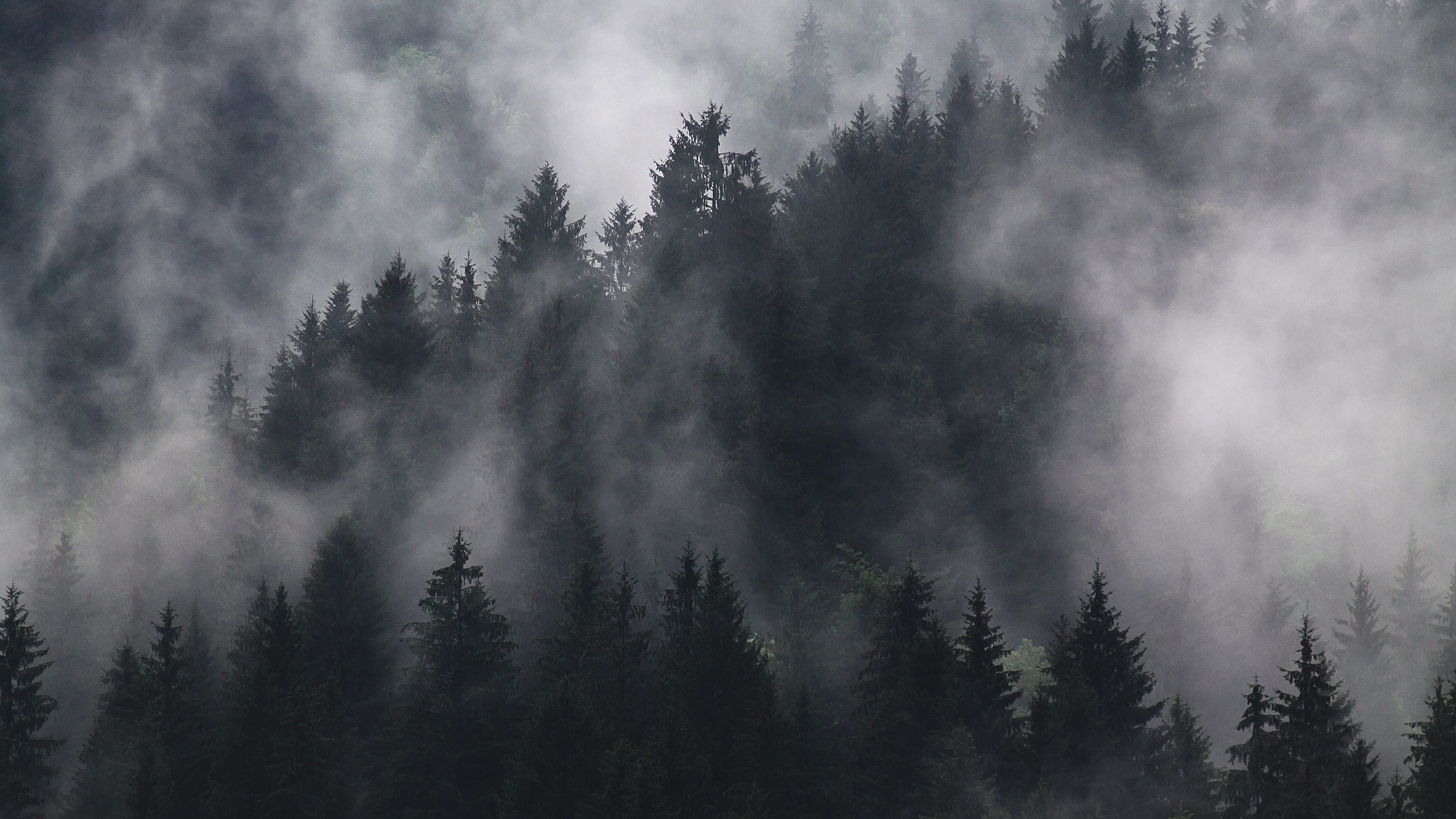 papier peint forêt brumeuse,épinette noire à feuilles courtes,brouillard,la nature,brouillard,ciel