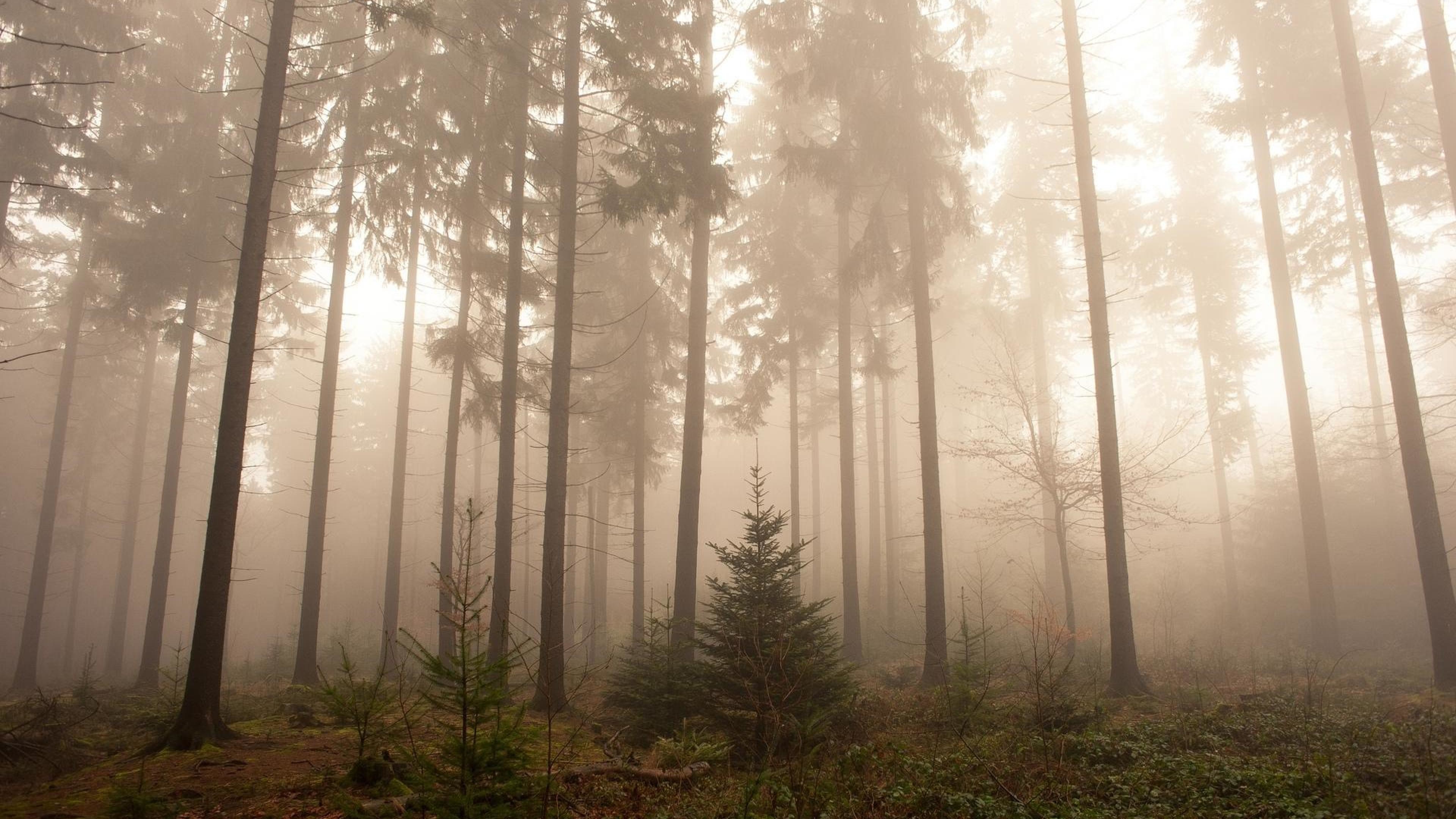 papel pintado bosque nebuloso,árbol,bosque,naturaleza,niebla,niebla