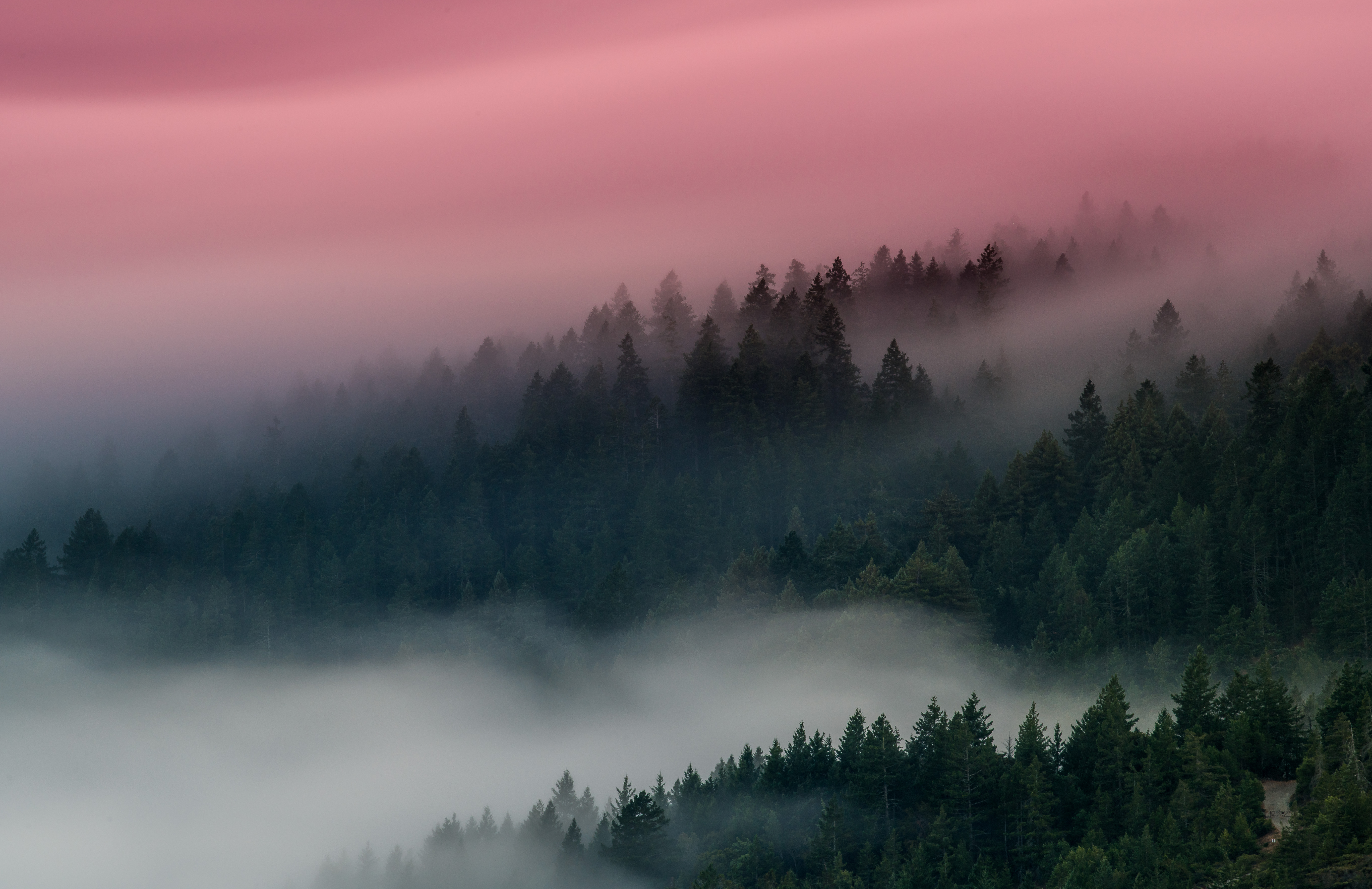 霧の森の壁紙,空,靄,自然,霧,雰囲気