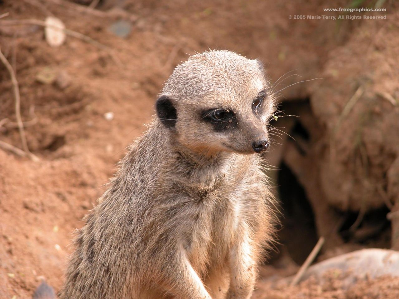 meerkat wallpaper,meerkat,vertebrate,mammal,terrestrial animal,wildlife