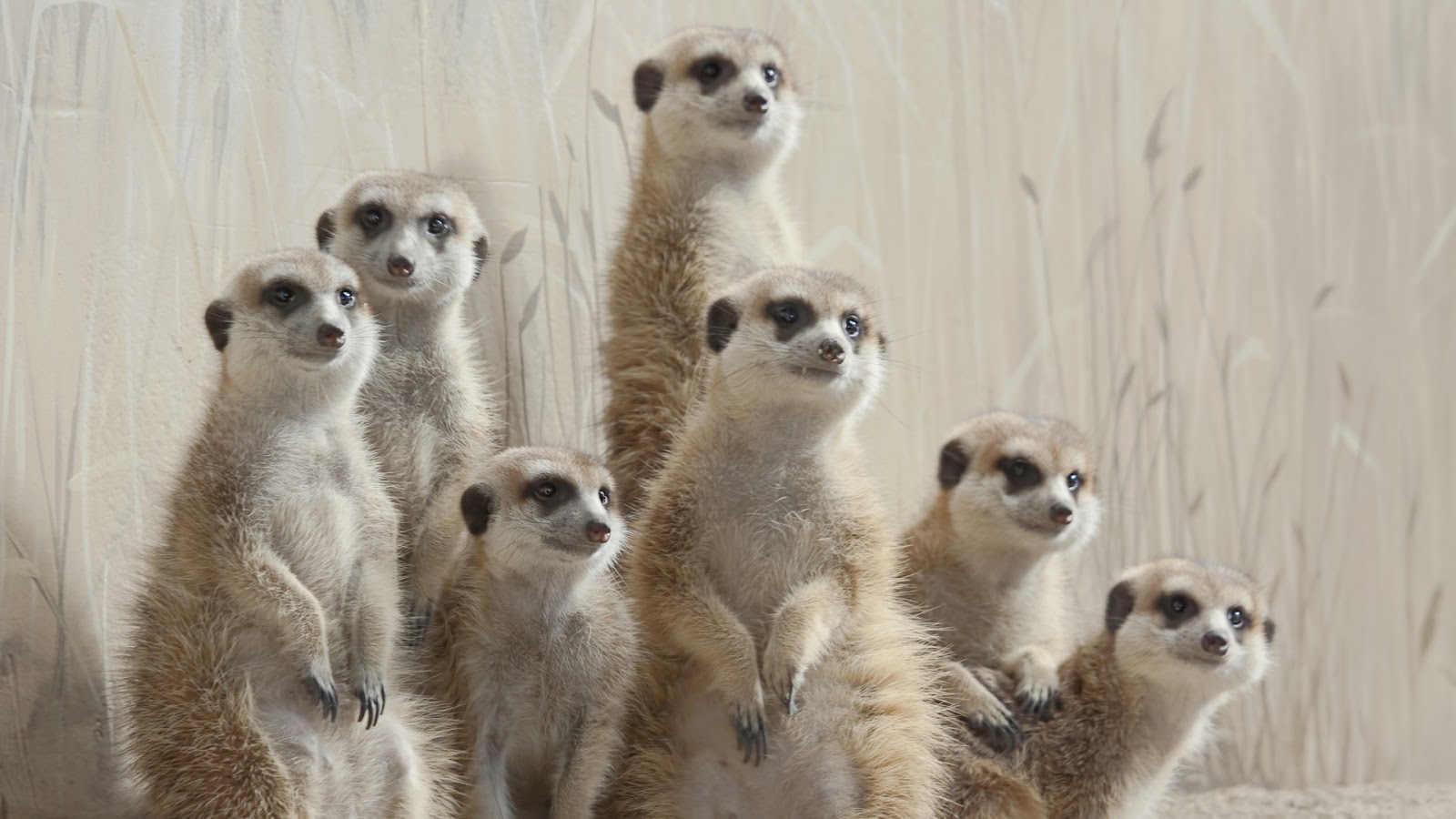 carta da parati meerkat,meerkat,animale terrestre,lama,natura