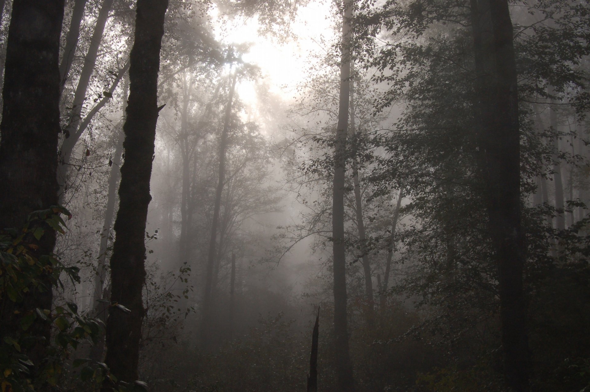 霧の森の壁紙,自然,森林,木,森林,靄