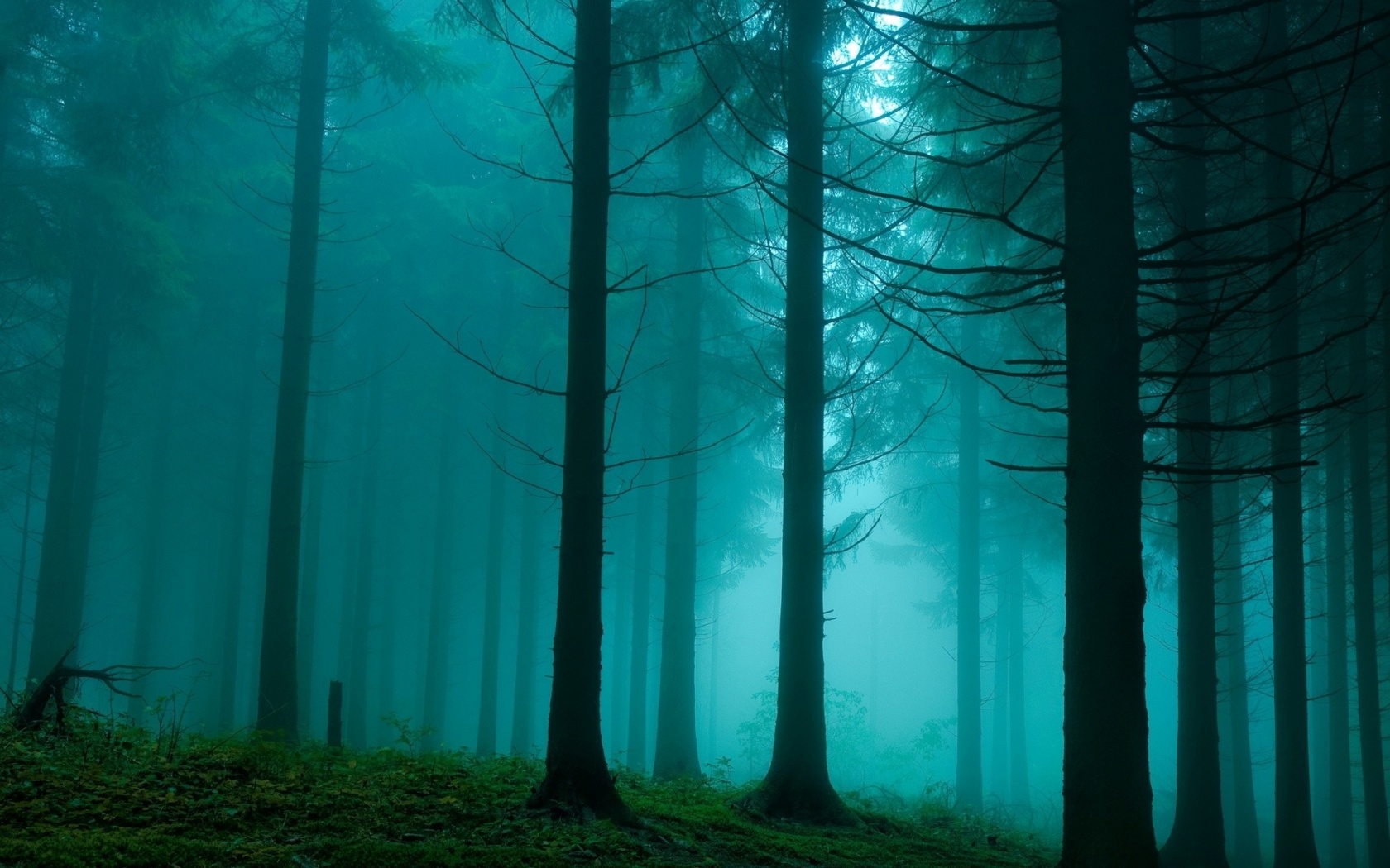 霧の森の壁紙,森林,自然,木,緑,トウヒのモミの森