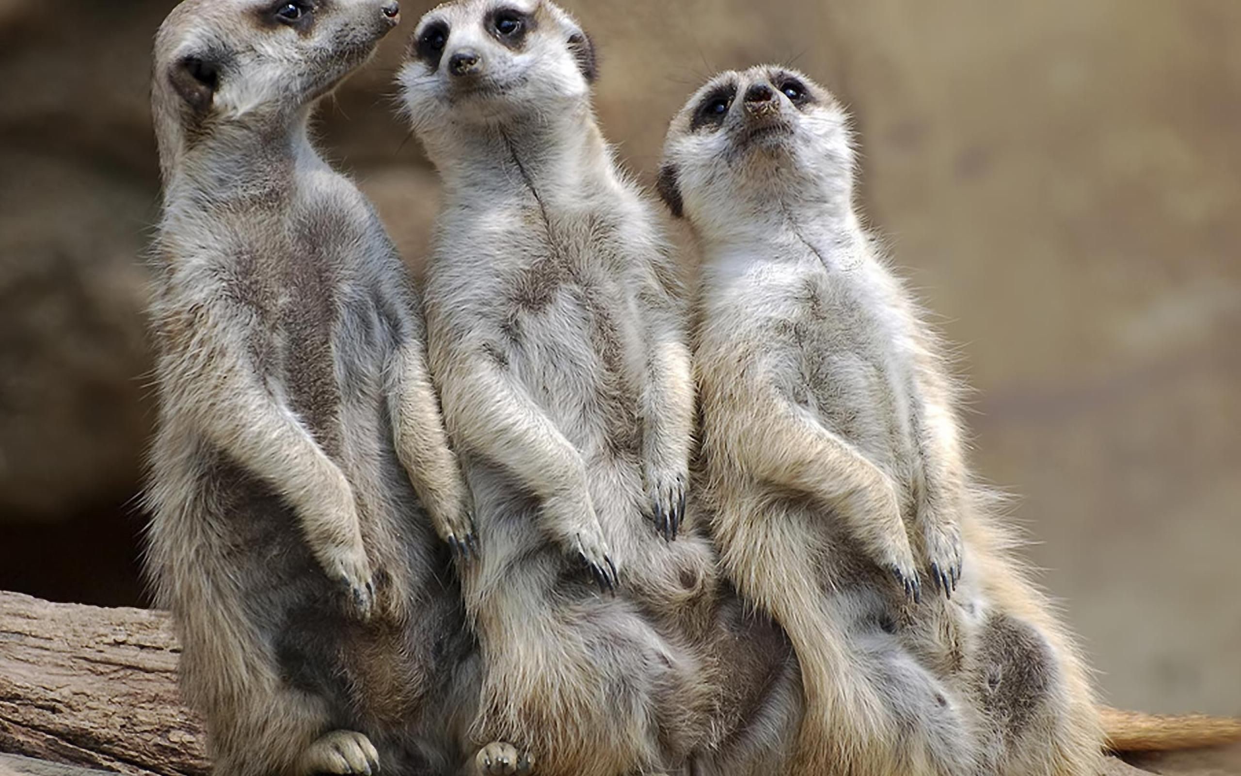 carta da parati meerkat,meerkat,animale terrestre,natura,barba