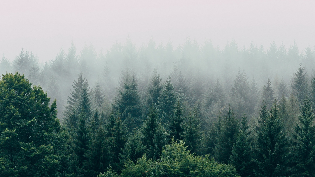 papier peint forêt brumeuse,épinette noire à feuilles courtes,arbre,la nature,brouillard,brouillard