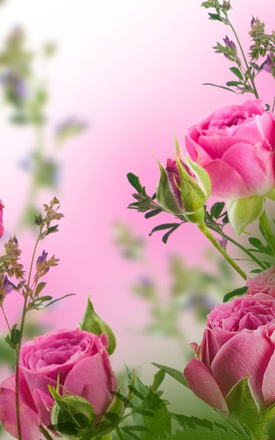 live wallpaper pic,flower,flowering plant,pink,petal,nature