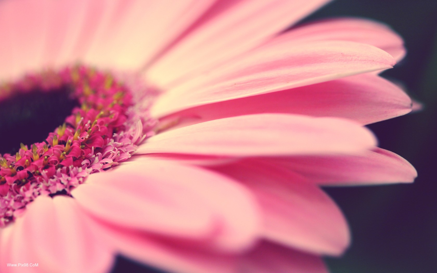 flores fondos de pantalla con citas,flor,pétalo,margarita barberton,rosado,gerbera