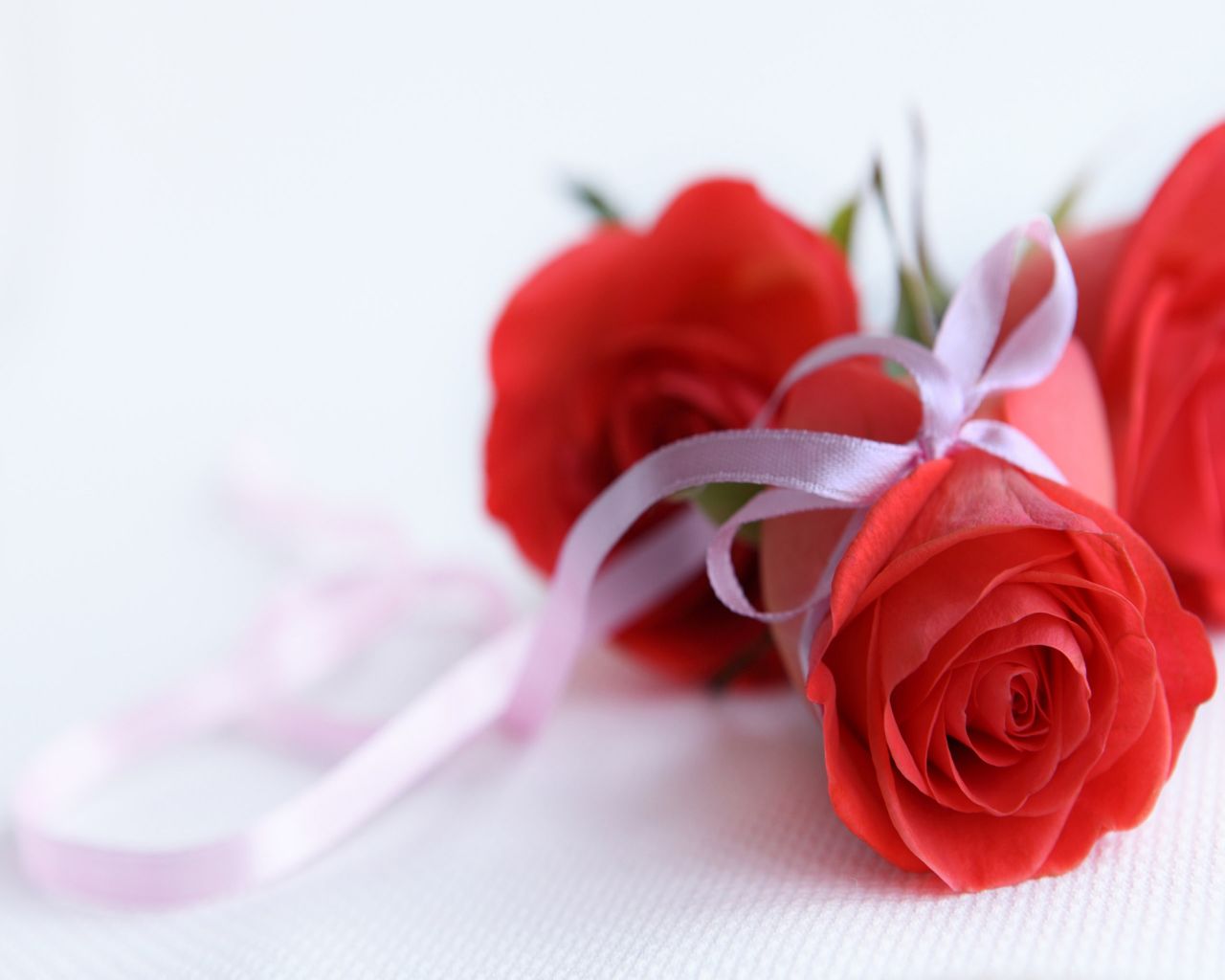 fonds d'écran de fleurs avec des citations,rouge,fleur,roses de jardin,rose,rose