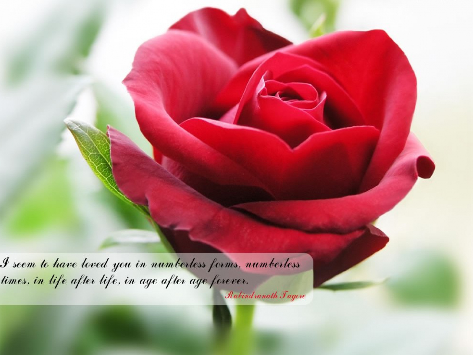 flowers wallpapers with quotes,flower,flowering plant,garden roses,rose,petal