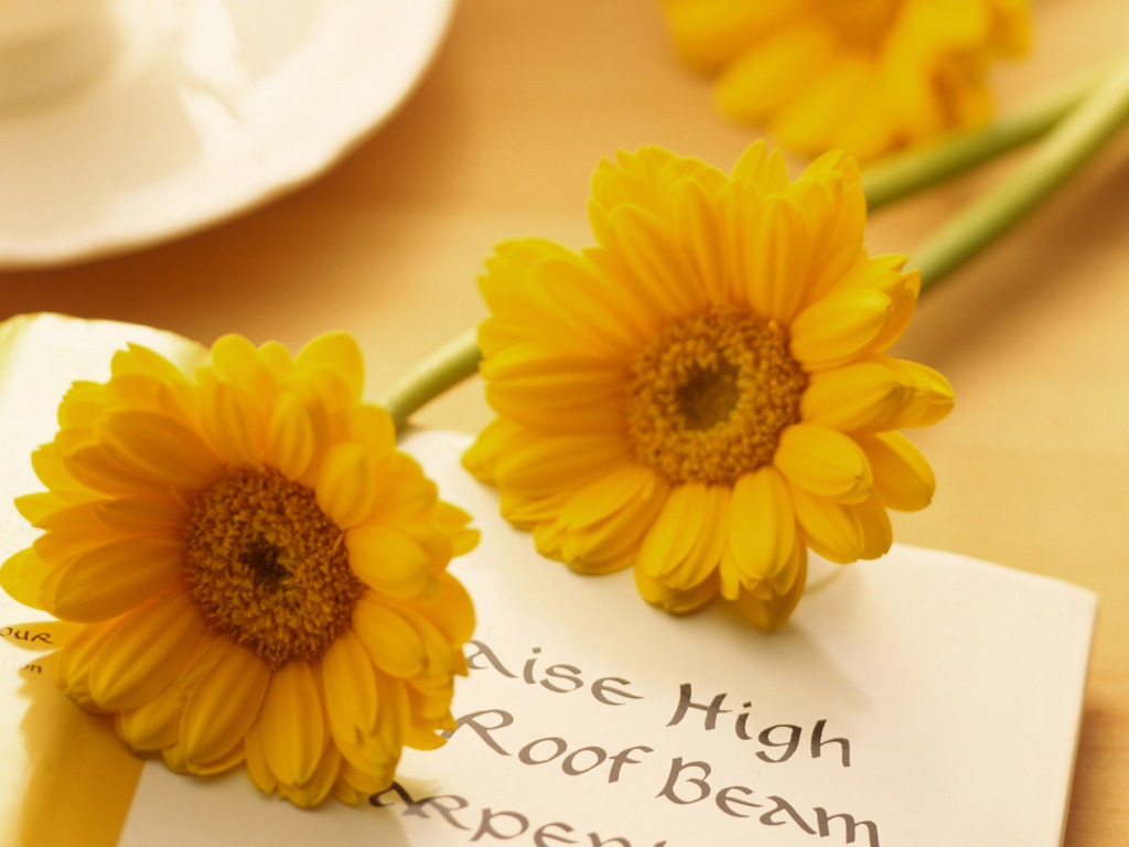 fonds d'écran de fleurs avec des citations,jaune,fleur,gerbera,calendula,marguerite de barberton