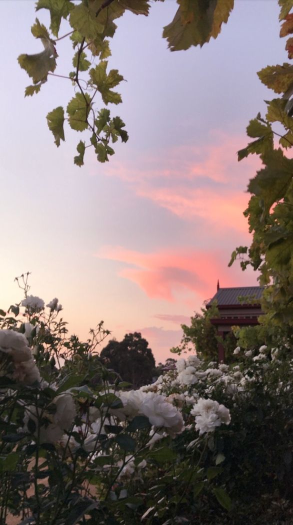 fonds d'écran de fleurs avec des citations,ciel,la nature,nuage,arbre,matin