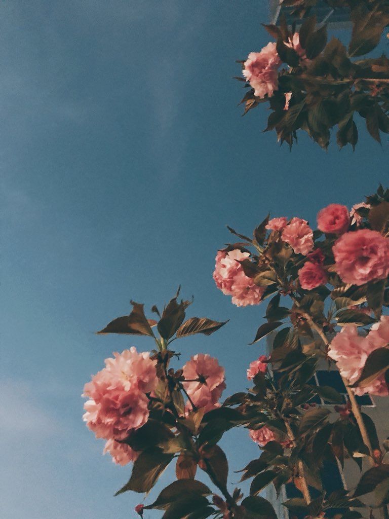 blumen tapeten mit zitaten,blume,rosa,himmel,pflanze,blütenblatt