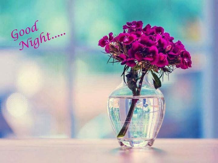 flowers wallpapers with quotes,flower,pink,flowerpot,purple,cut flowers