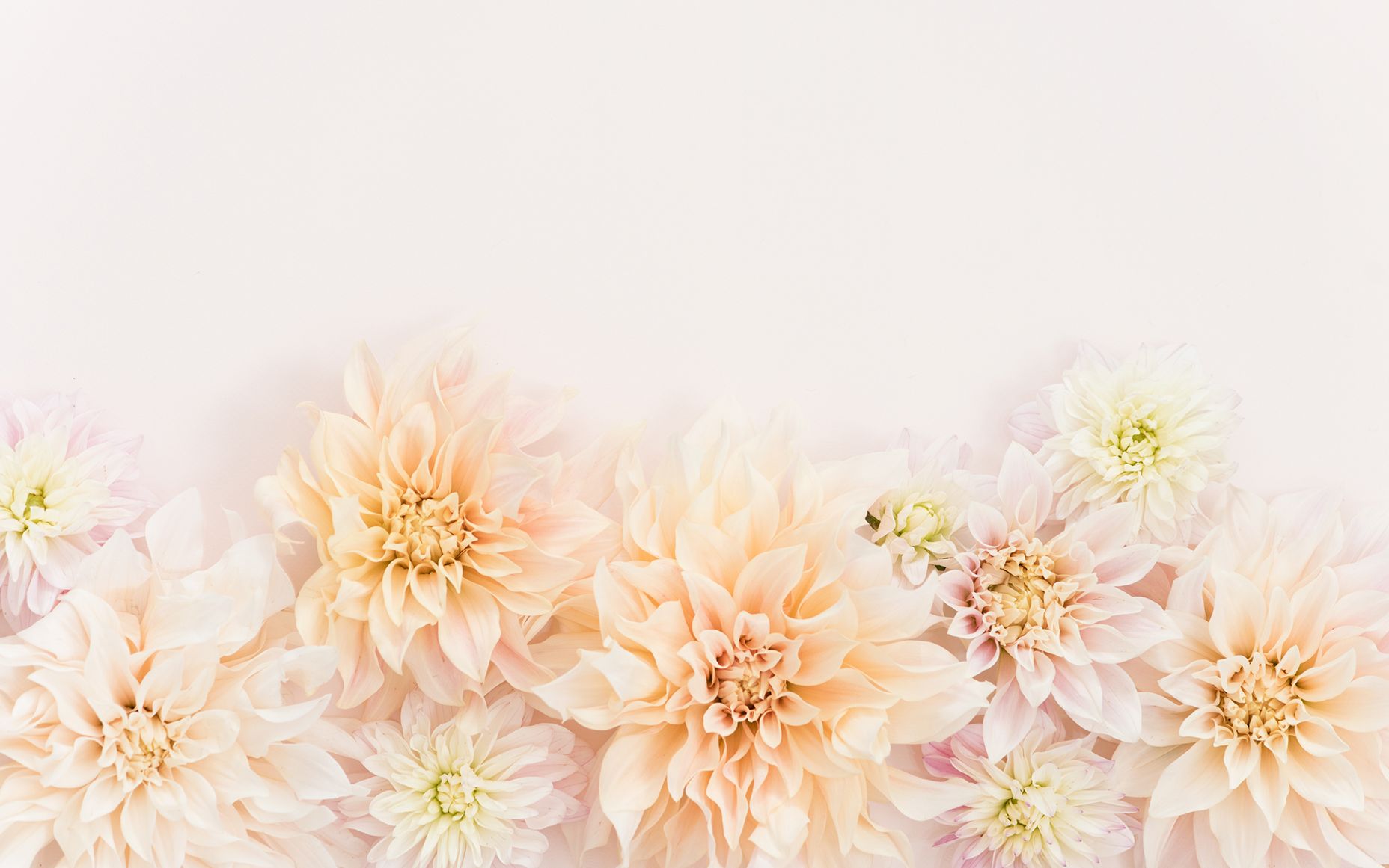 引用付きの花の壁紙,ピンク,花,花弁,黄,花柄