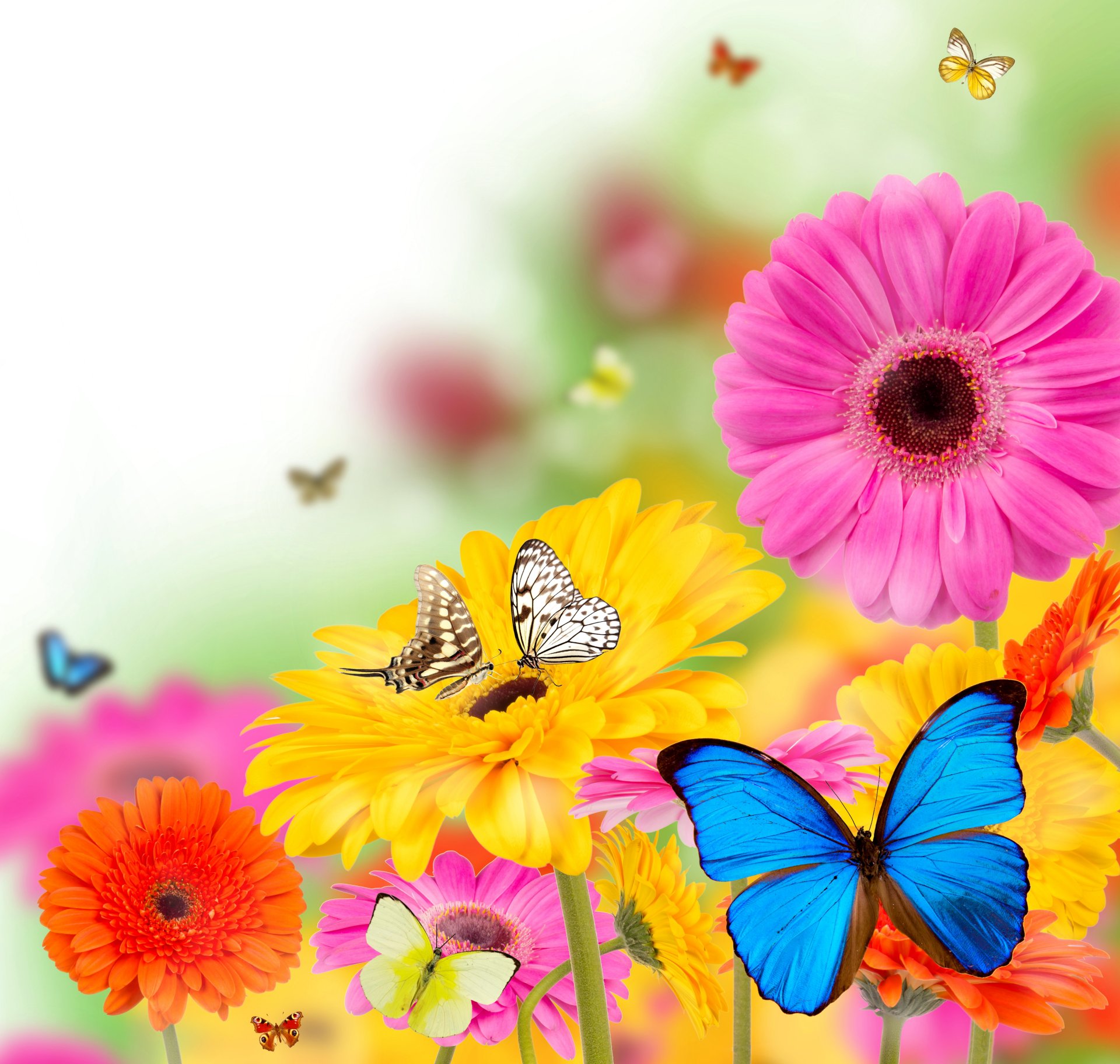 flowers wallpapers with quotes,butterfly,flower,pink,insect,gerbera