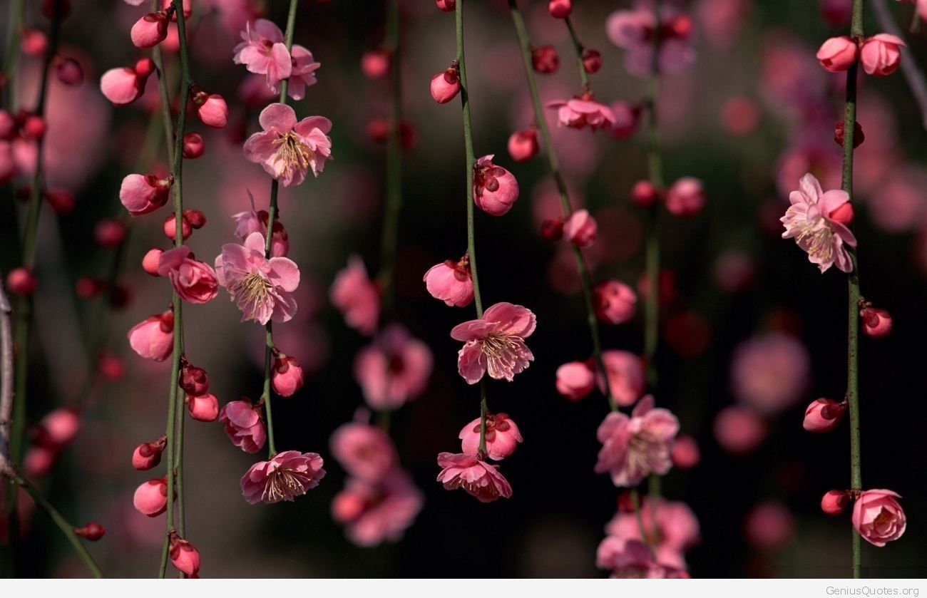 flowers wallpapers with quotes,pink,flower,branch,blossom,spring