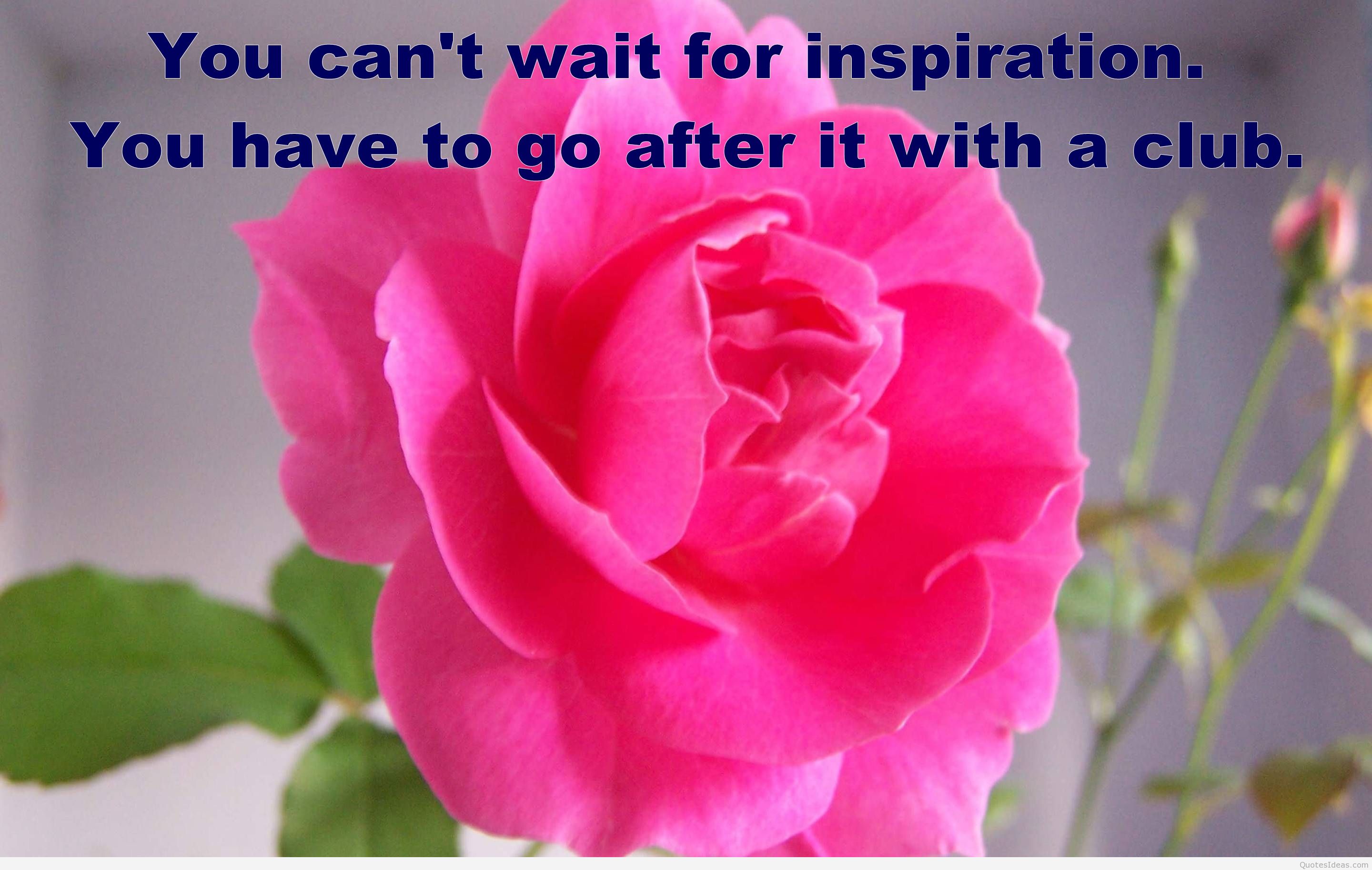 flowers wallpapers with quotes,petal,pink,flower,garden roses,rose