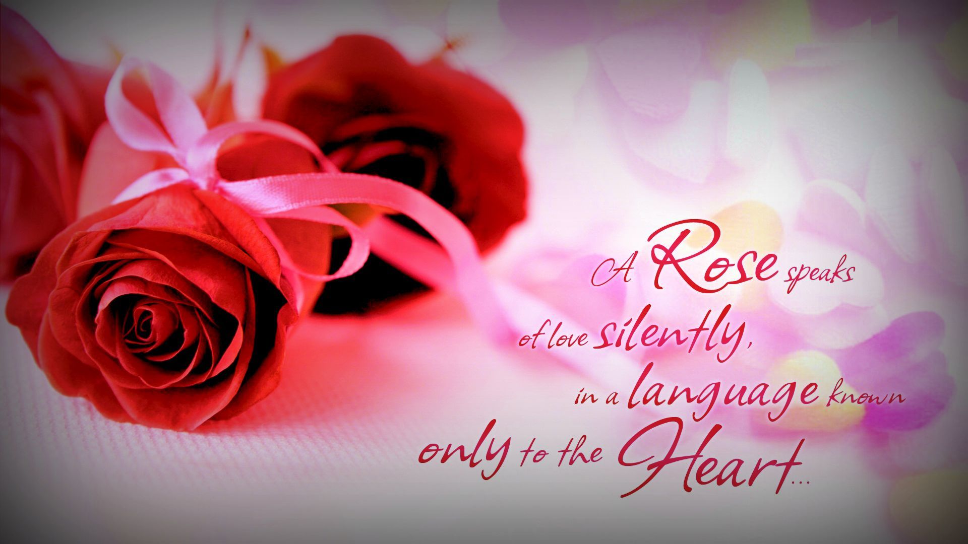flowers wallpapers with quotes,red,text,pink,valentine's day,petal