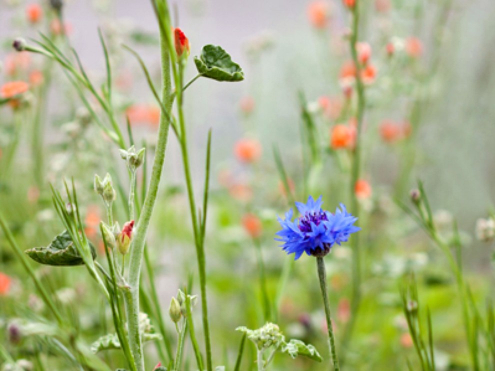 galerie wallpaper herunterladen,blume,pflanze,blühende pflanze,wiese,wildblume