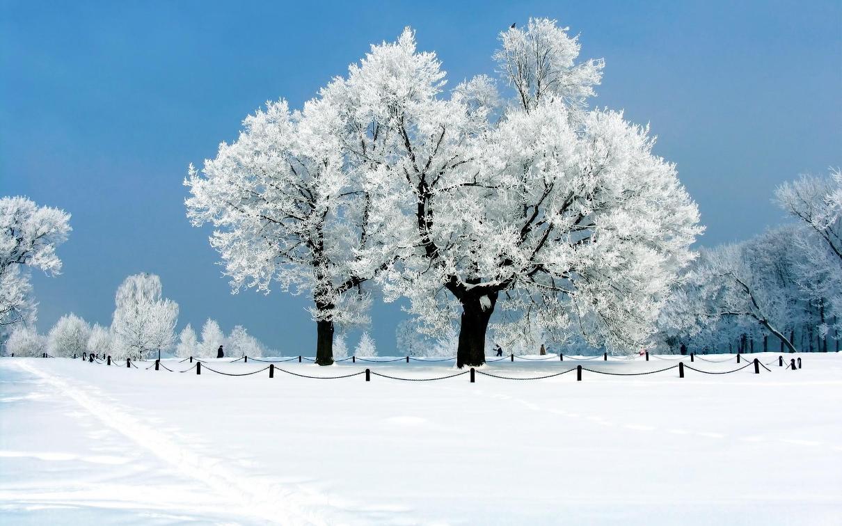 겨울 시즌 벽지,눈,겨울,서리,나무,자연