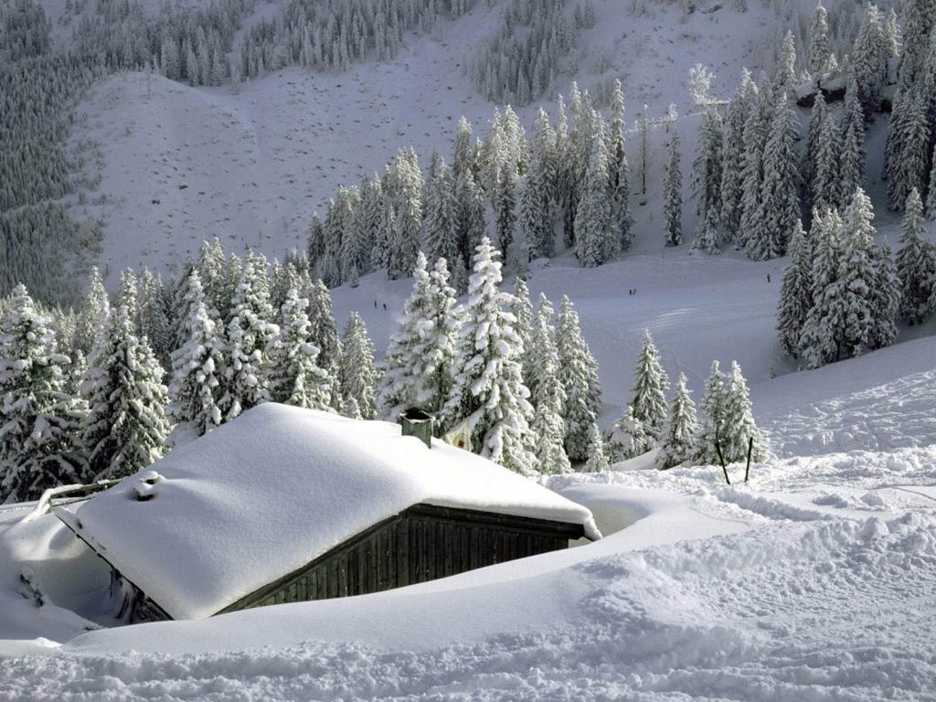 carta da parati stagione invernale,neve,inverno,congelamento,albero,brina