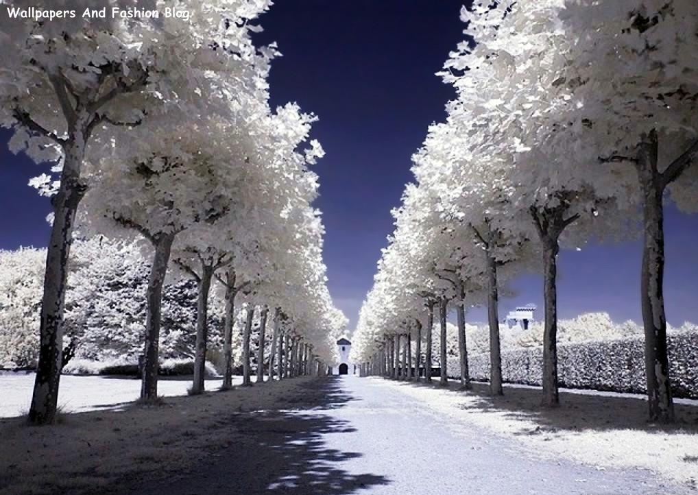 fondo de pantalla de temporada de invierno,árbol,paisaje natural,cielo,congelación,invierno