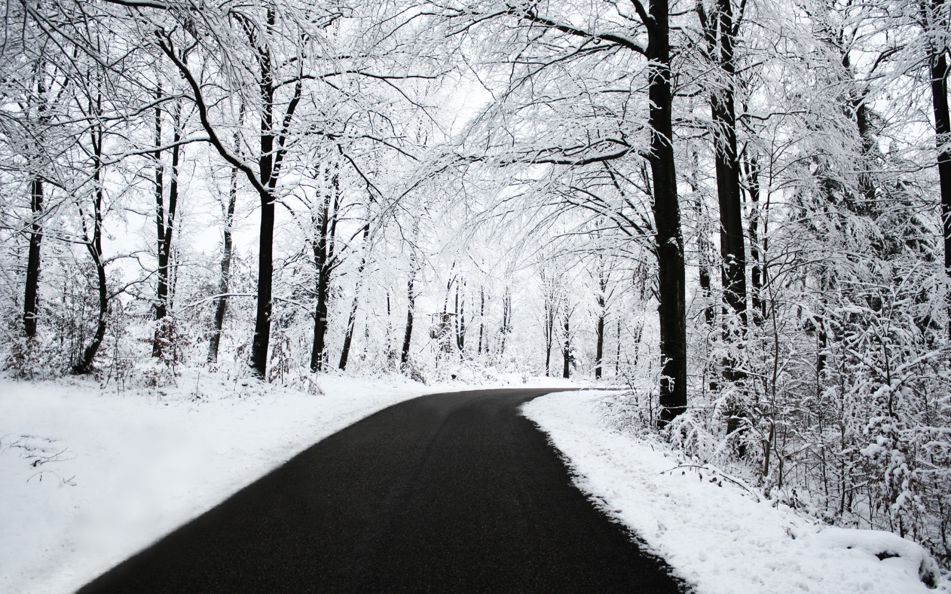 carta da parati stagione invernale,neve,inverno,albero,paesaggio naturale,natura