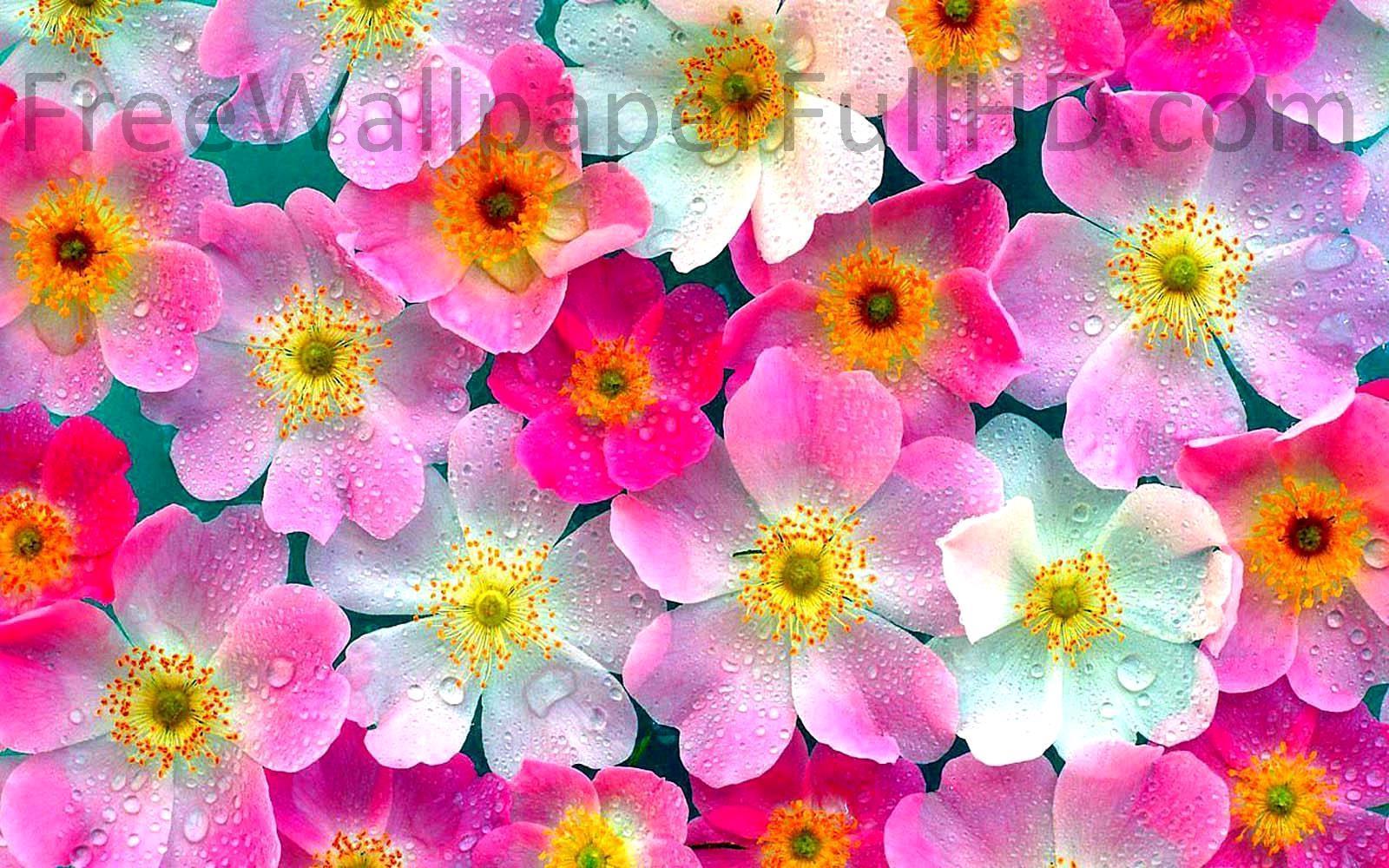 galerie wallpaper herunterladen,blume,blühende pflanze,blütenblatt,pflanze,rosa