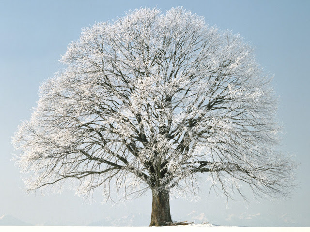 carta da parati stagione invernale,albero,brina,inverno,pianta legnosa,pianta