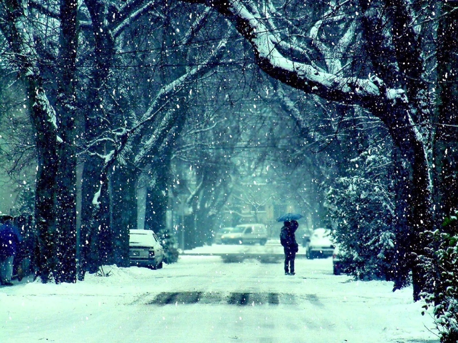 carta da parati stagione invernale,neve,inverno,natura,albero,paesaggio naturale