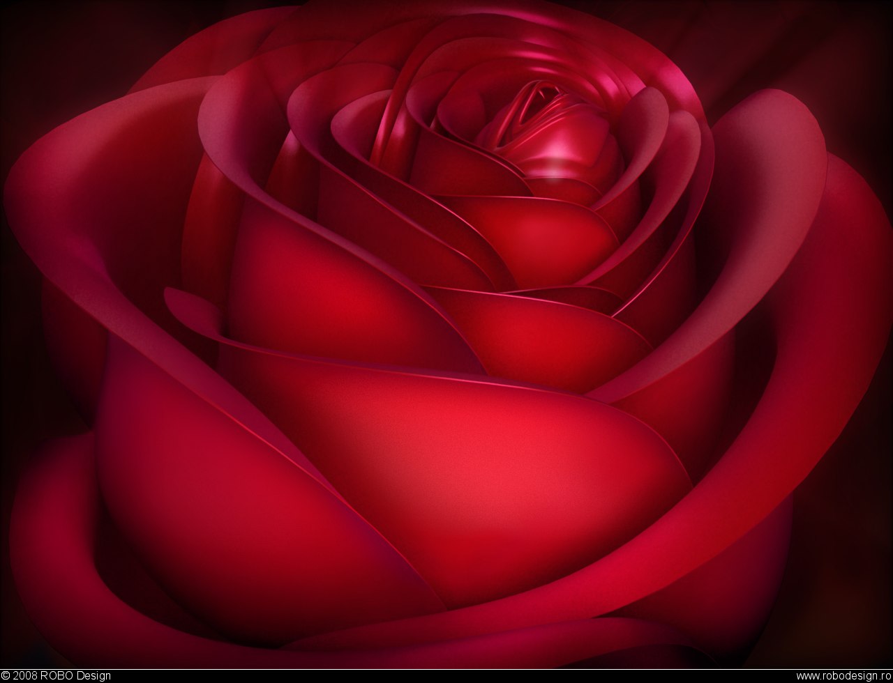 galerie de papier peint d'amour,rouge,roses de jardin,rose,pétale,rose hybride de thé
