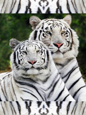 tapetengalerie der liebe,tiger,tierwelt,bengalischer tiger,landtier,sibirischer tiger