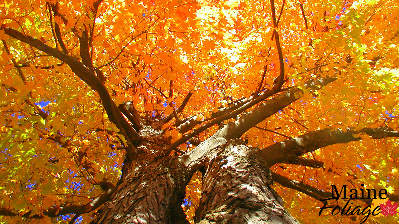 fondo de pantalla de la galería,árbol,naturaleza,bosque de madera dura del norte,otoño,hoja
