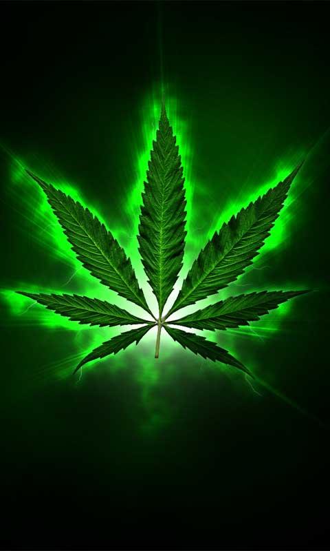 papier peint de la galerie,vert,feuille,plante,famille de chanvre,cannabis