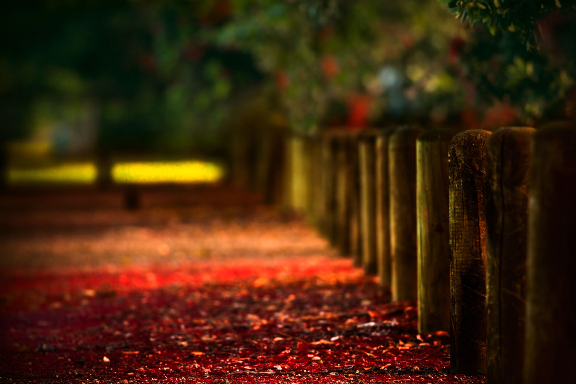 sfondi per la fotografia,rosso,natura,foglia,verde,leggero