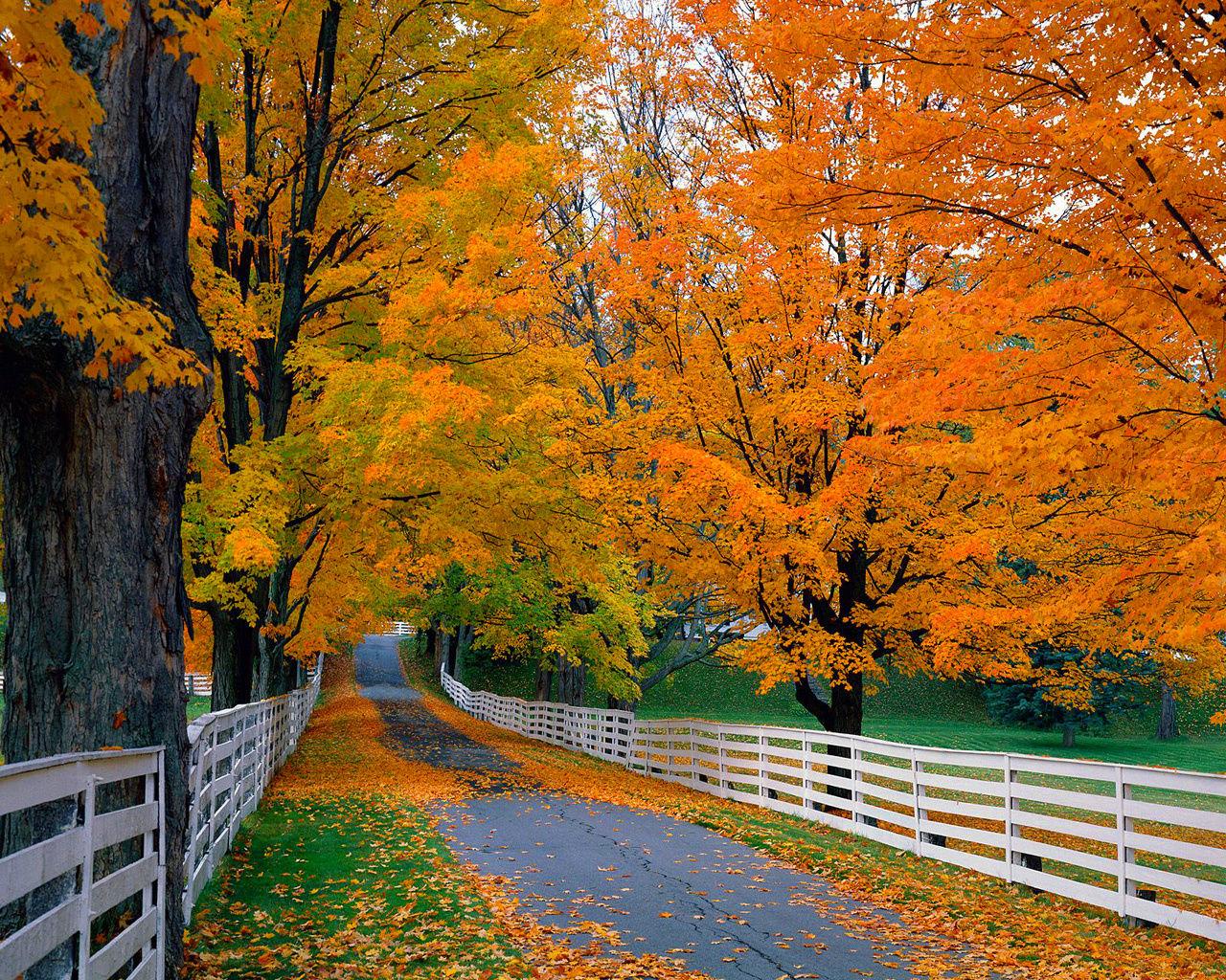 carta da parati dalla galleria,albero,paesaggio naturale,foglia,natura,autunno