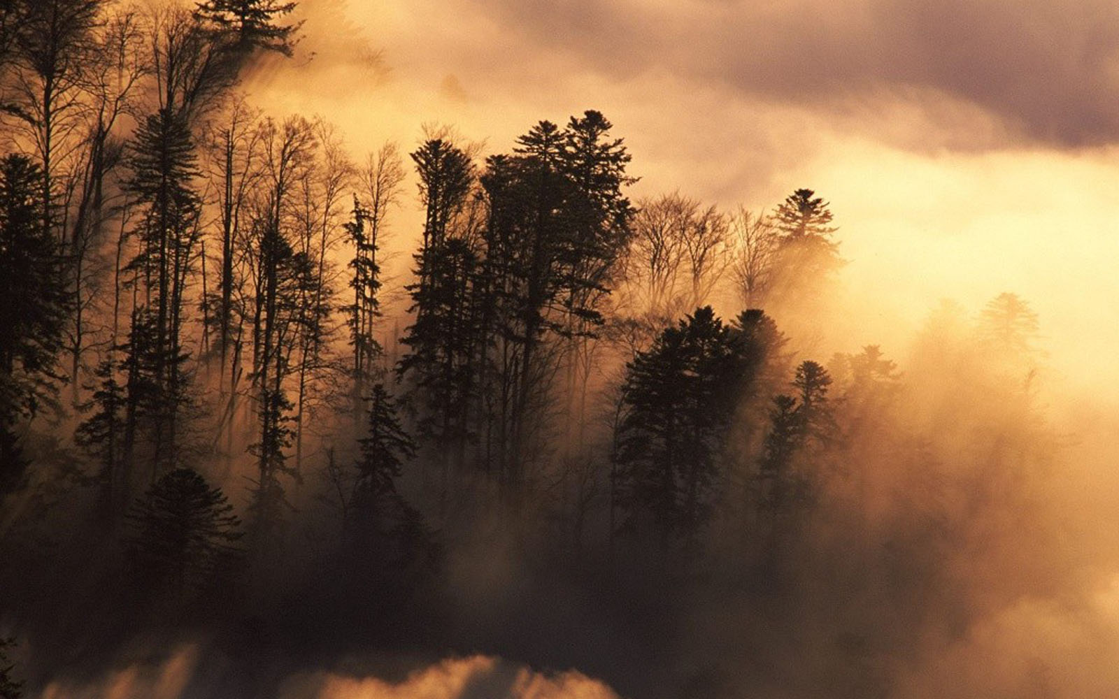 fotografie hintergrundbilder hintergründe,himmel,natur,natürliche landschaft,baum,morgen