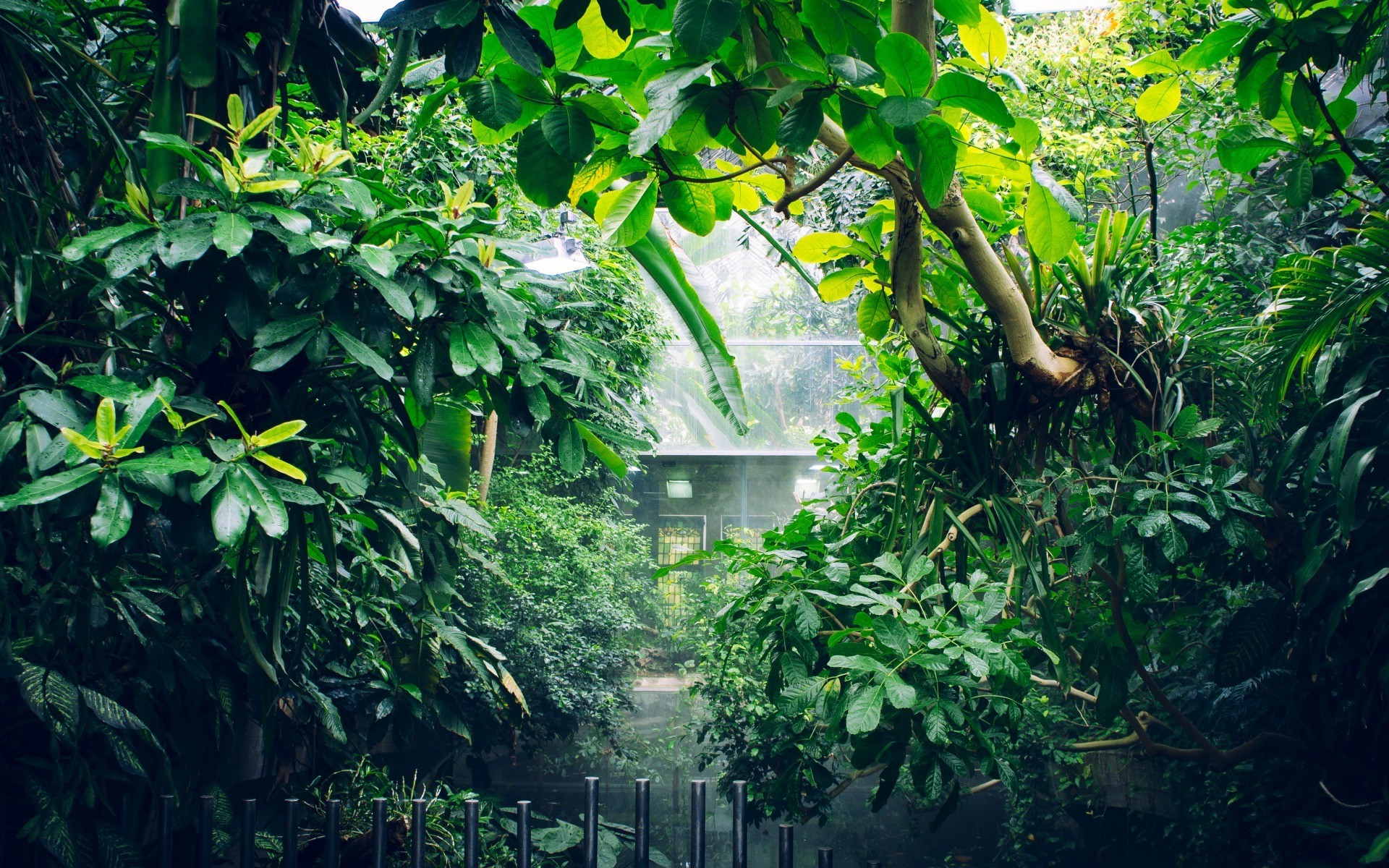 写真の壁紙の背景,自然,緑,密林,雨林,森林