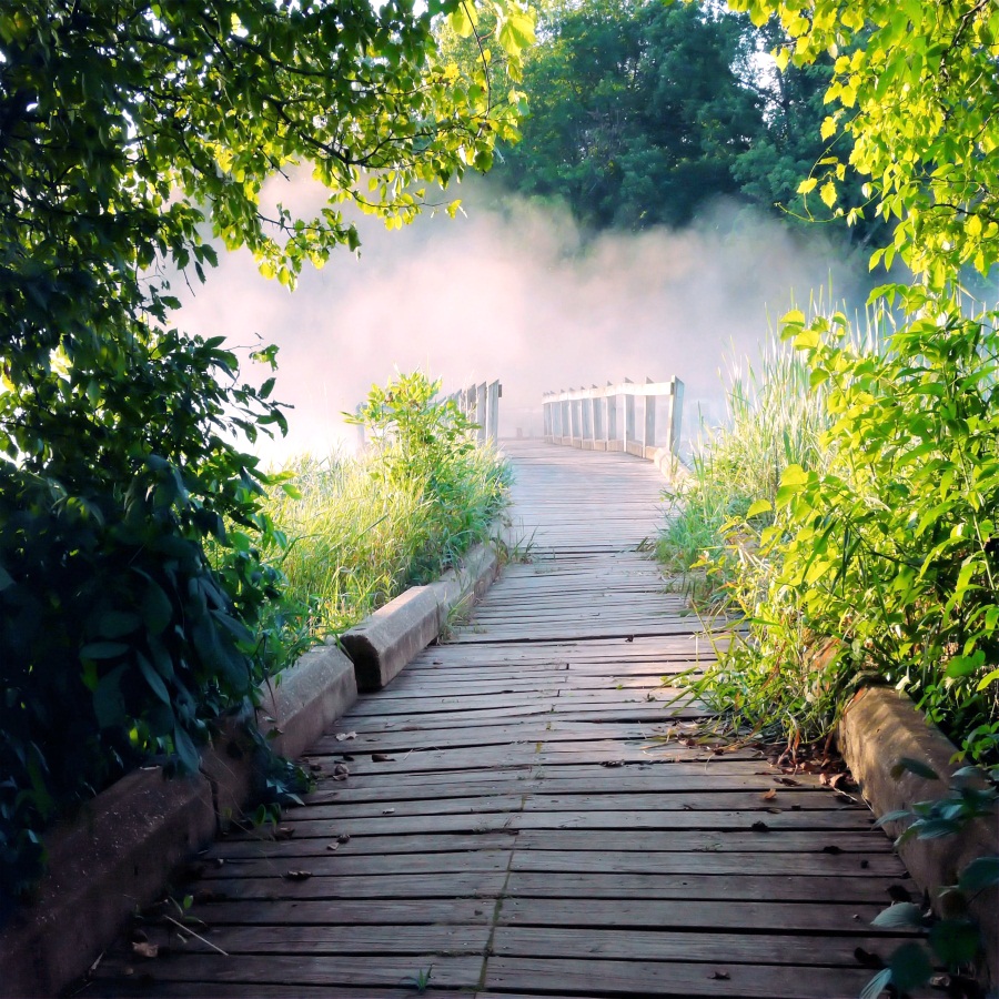 写真の壁紙の背景,自然,自然の風景,歩道,木,朝